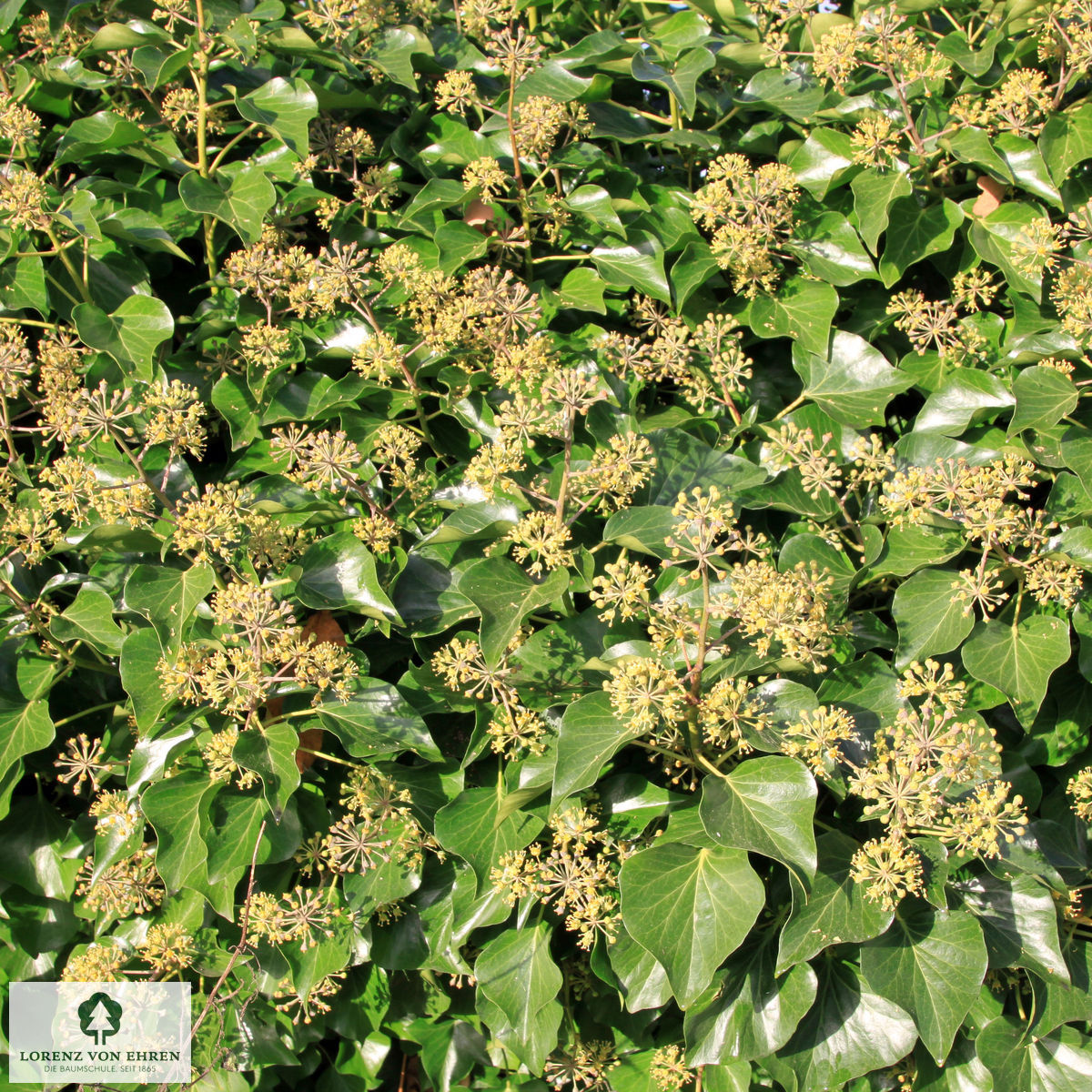 Hedera helix hibernica