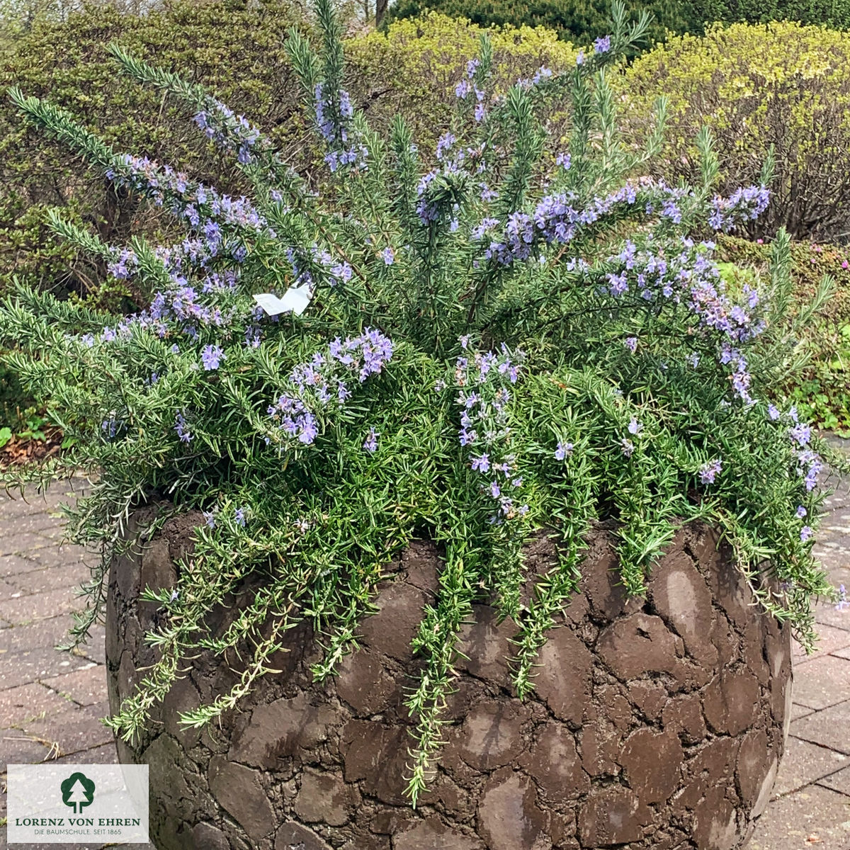 Rosmarinus officinalis 'Prostratus'