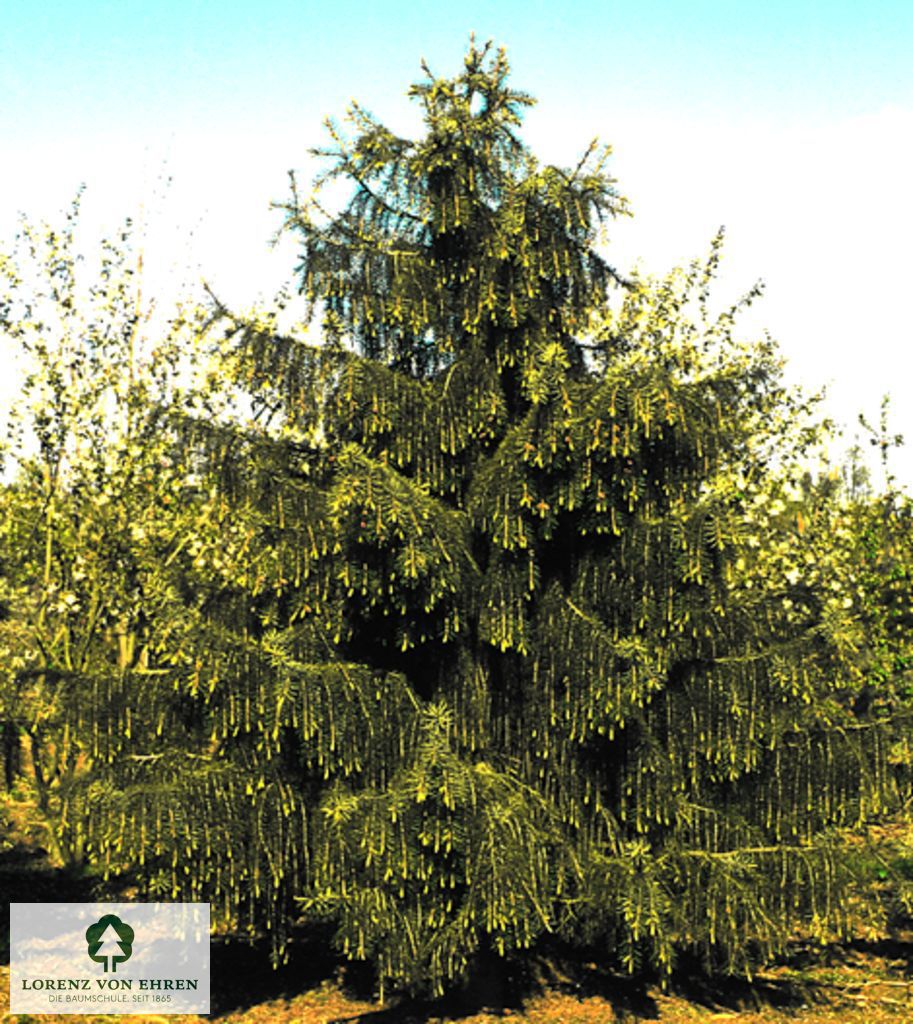 Picea breweriana