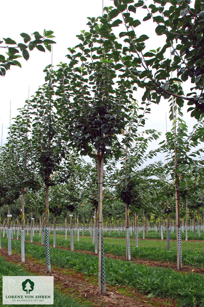 Malus domestica 'Jakob Fischer'