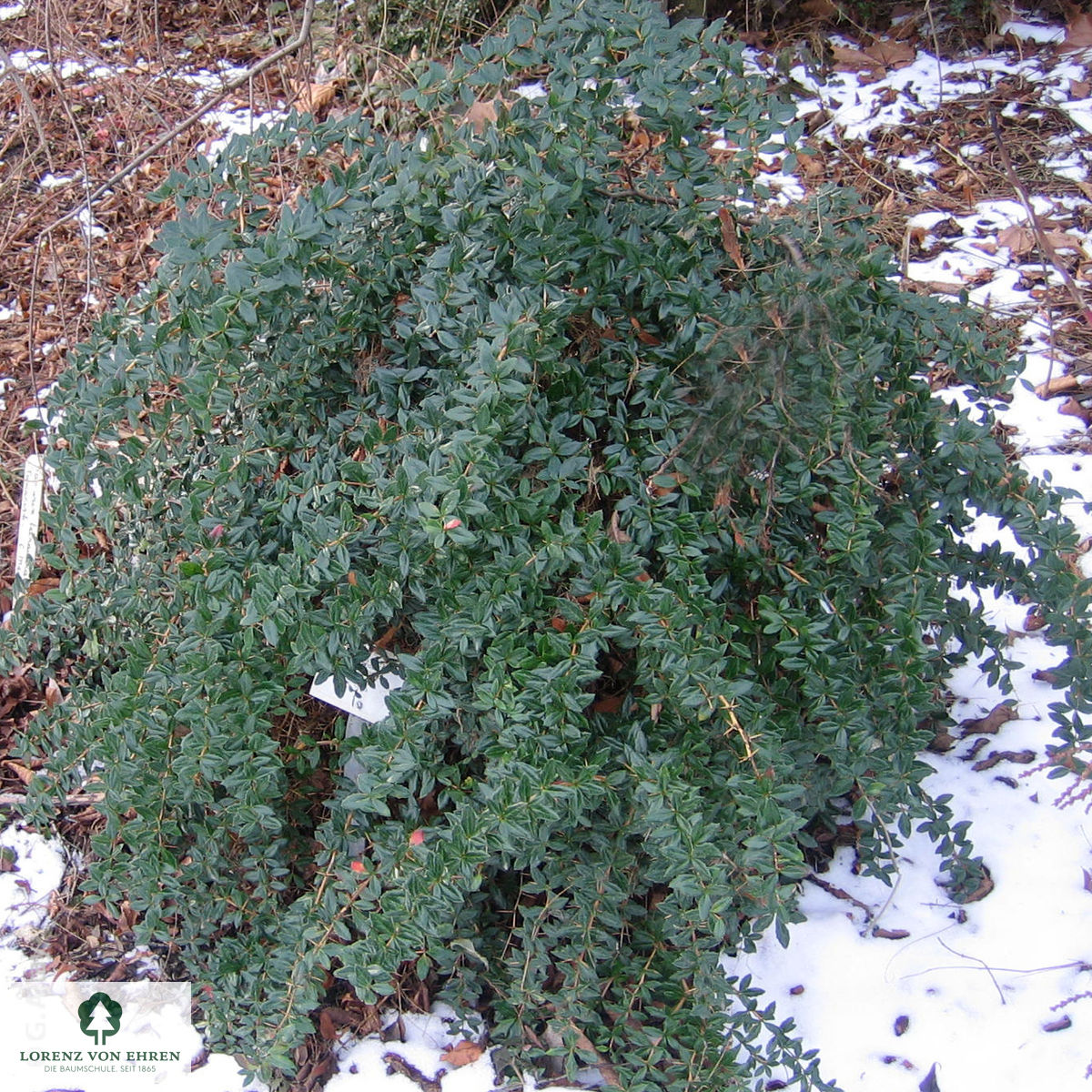 Berberis candidula