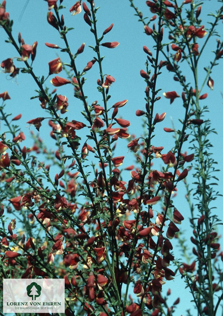 Cytisus scoparius 'Burkwoodii'