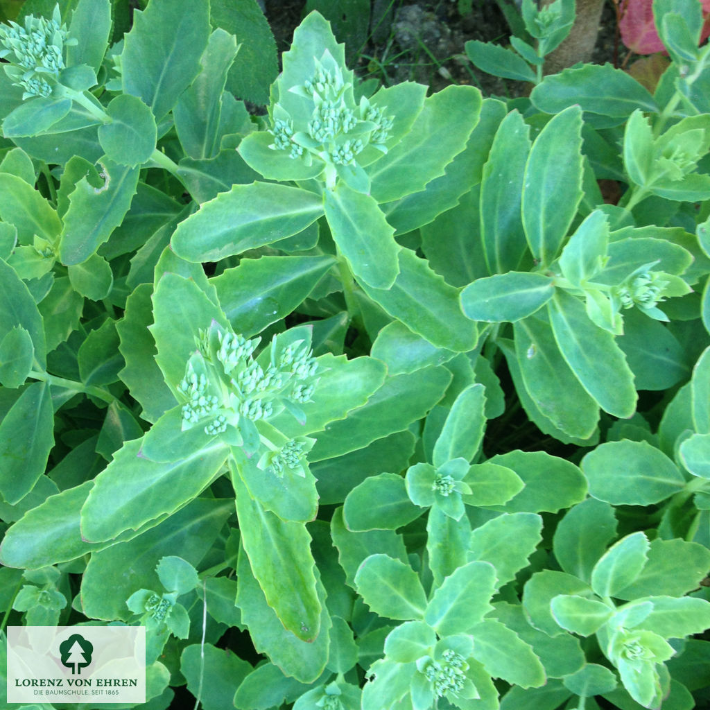 Sedum 'Carl'