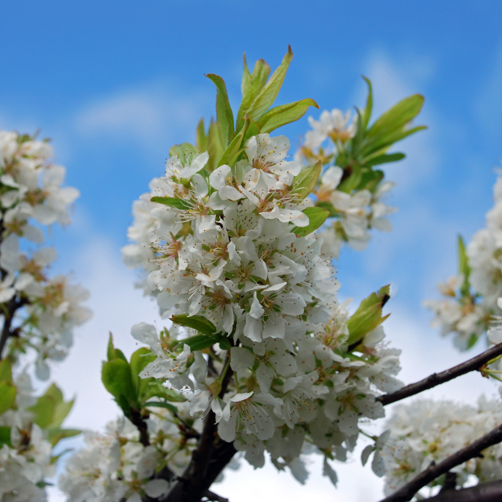 Die weißen Blüten dert der Kultur-Plaume Prunus domestica Angelino 