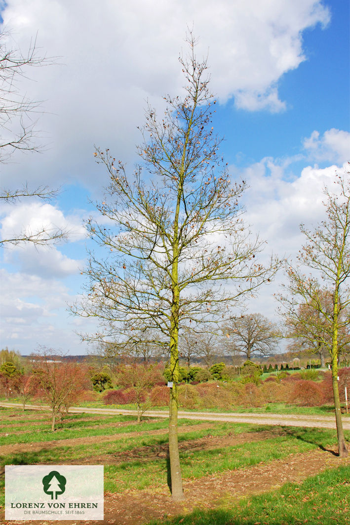 Quercus hispanica