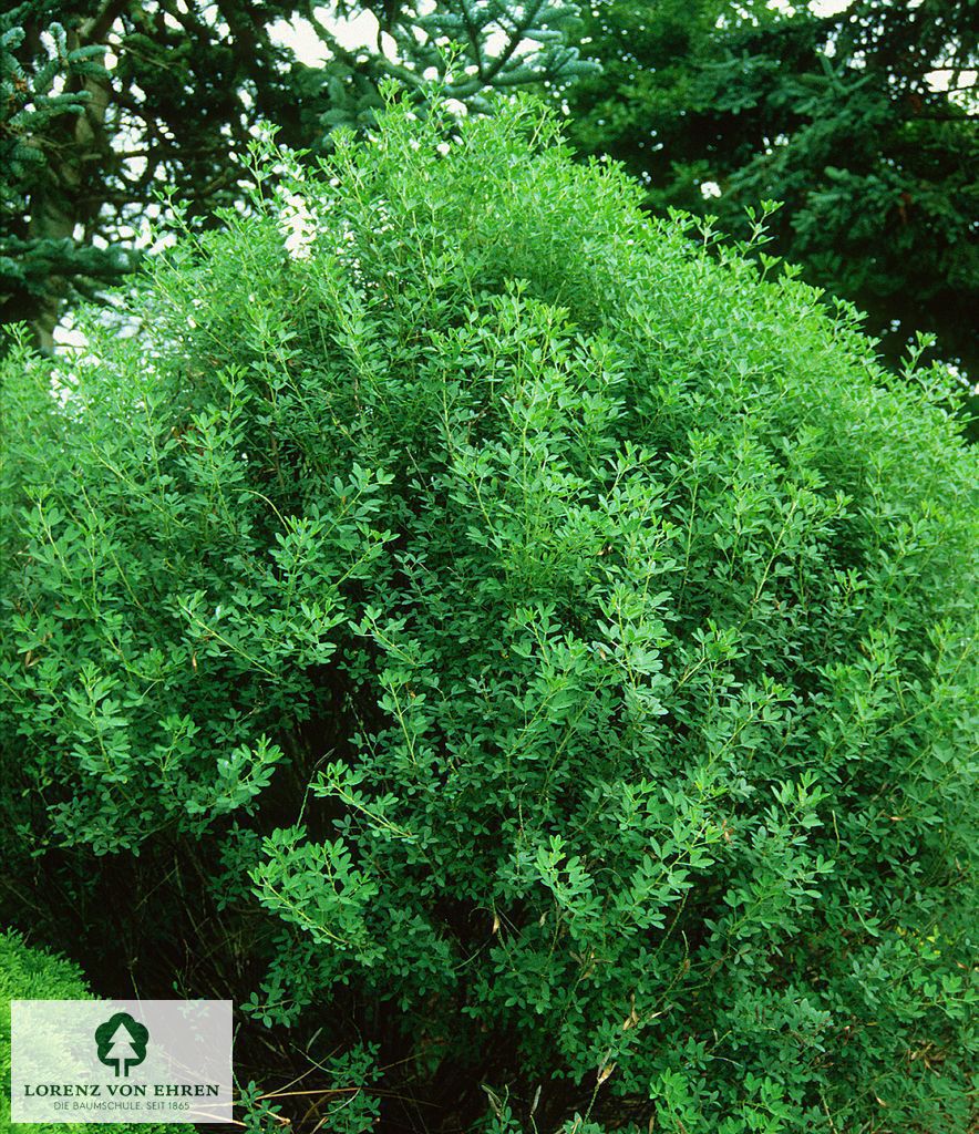 Cytisus nigricans 'Cyni'