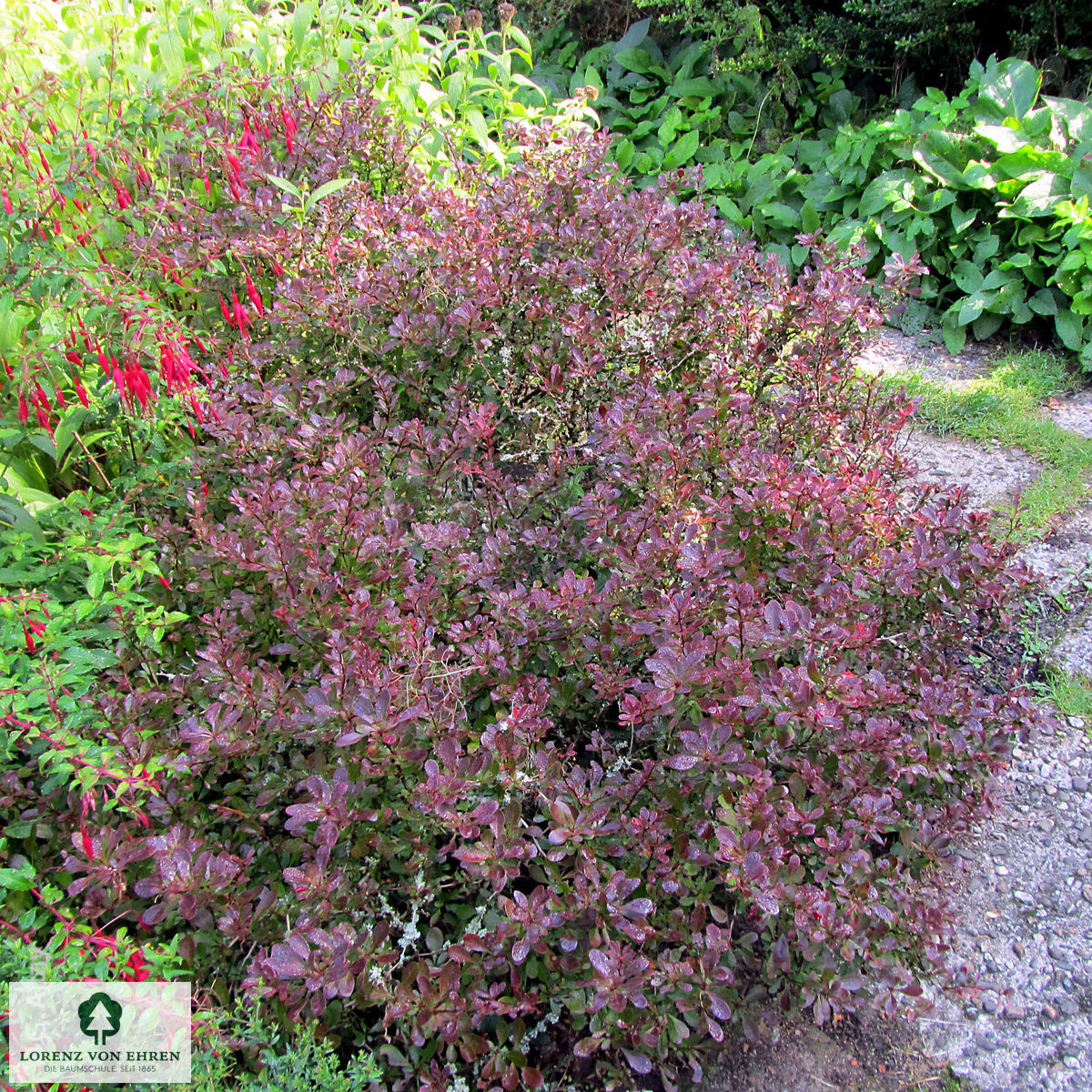 Berberis thunbergii 'Atropurpurea Nana'