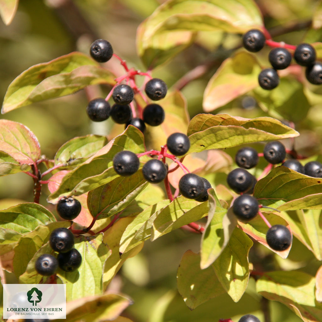 Cornus sanguinea