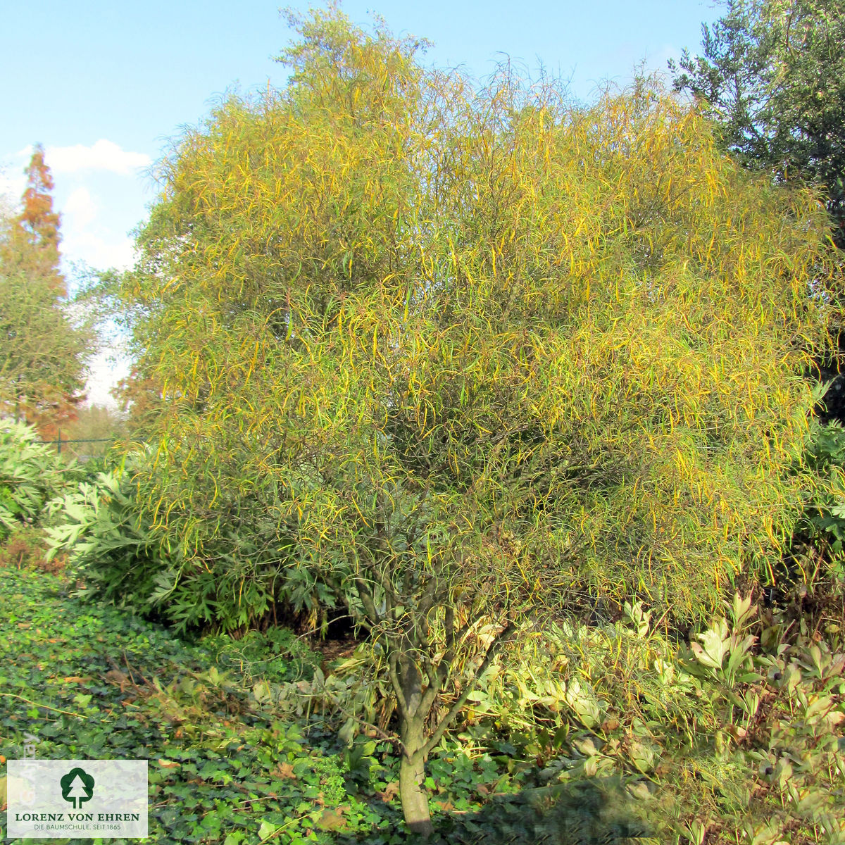 Rhamnus frangula 'Asplenifolia'
