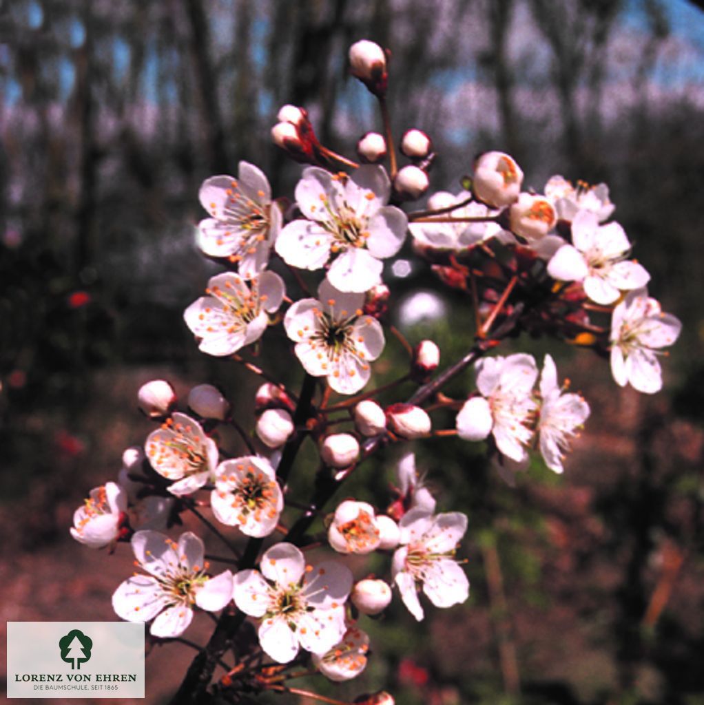 Prunus 'Trailblazer'