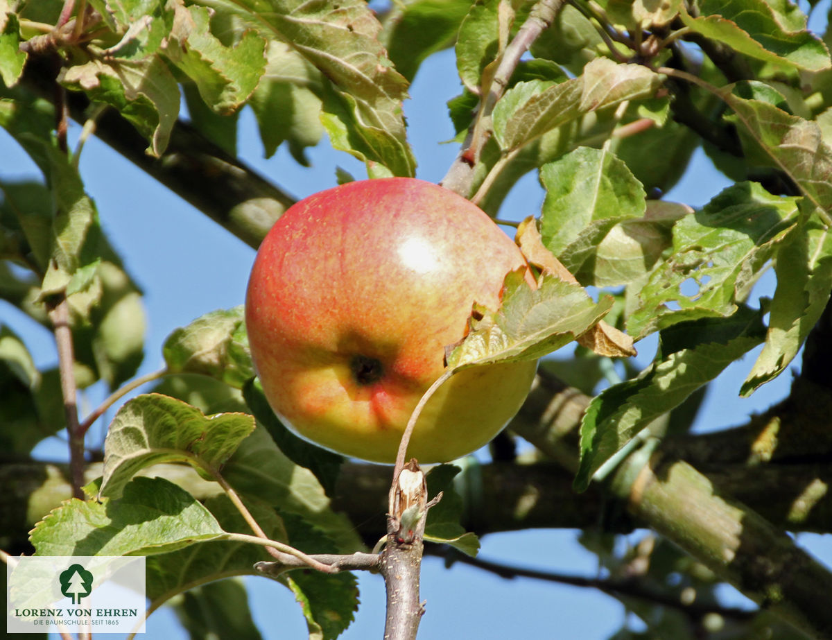 Malus domestica 'Holsteiner Cox'