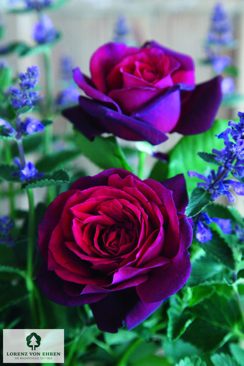 Rosa 'Gräfin Diana'