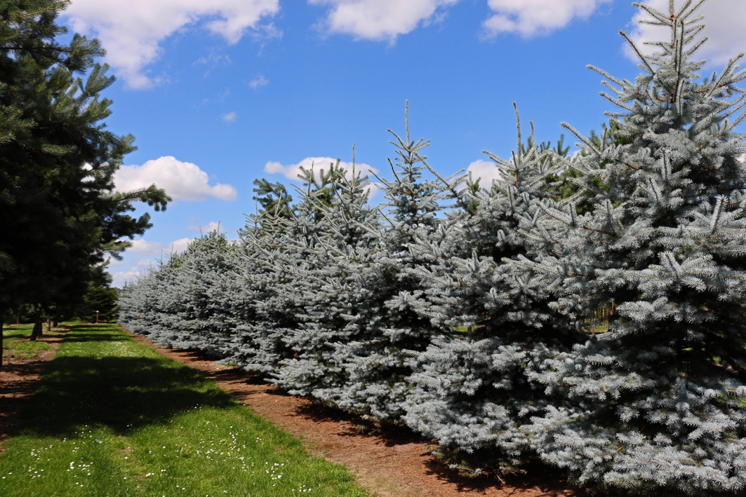 Baum im Sommer