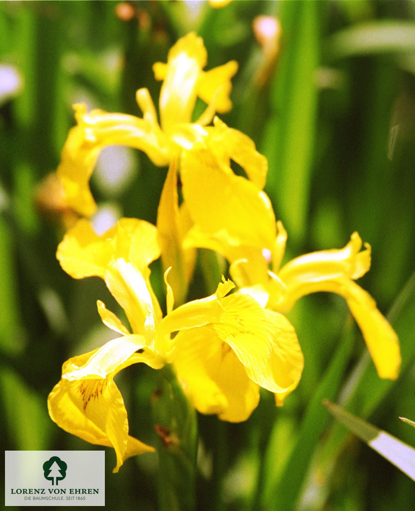 Iris pseudacorus