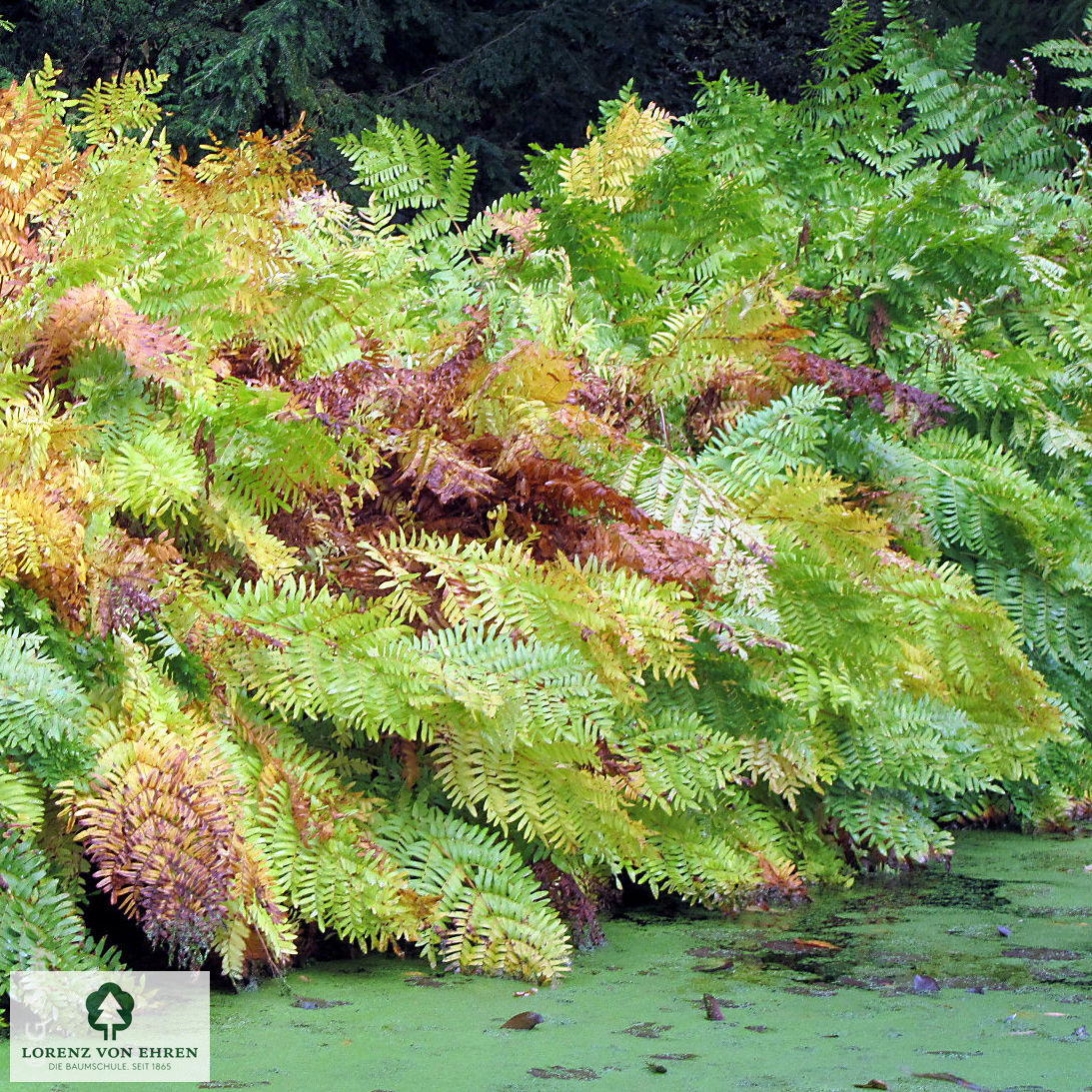 Osmunda regalis