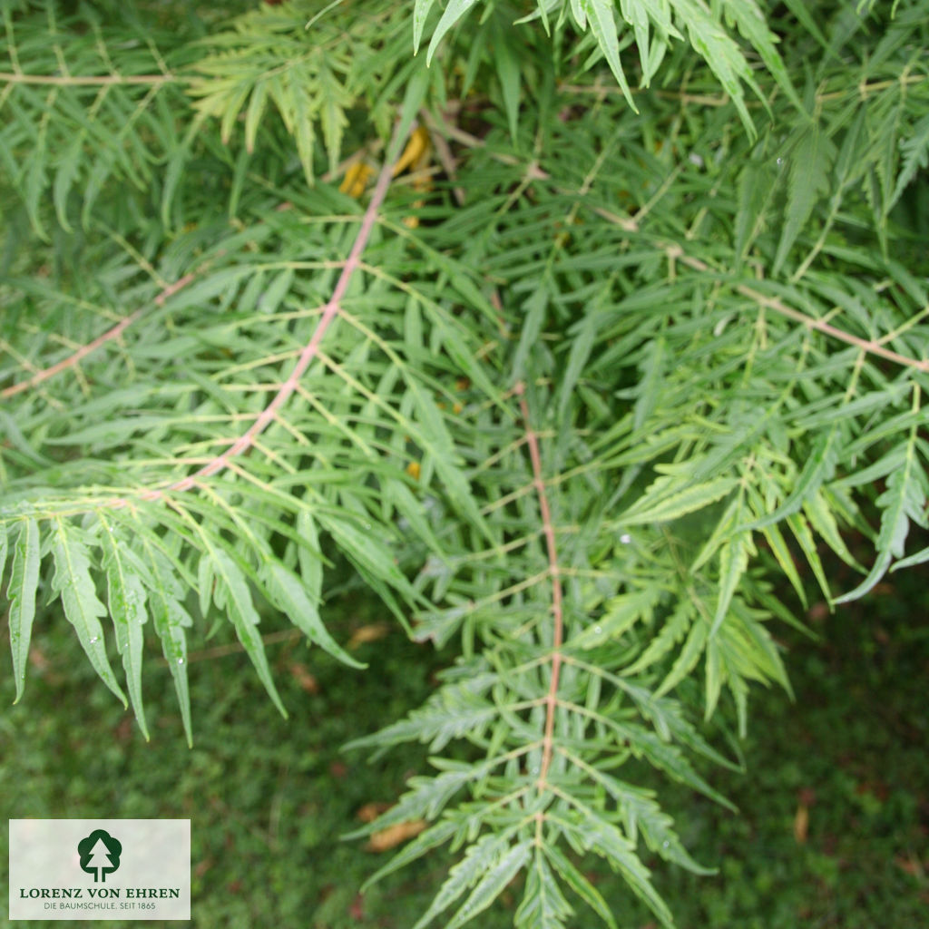 Rhus typhina 'Dissecta'
