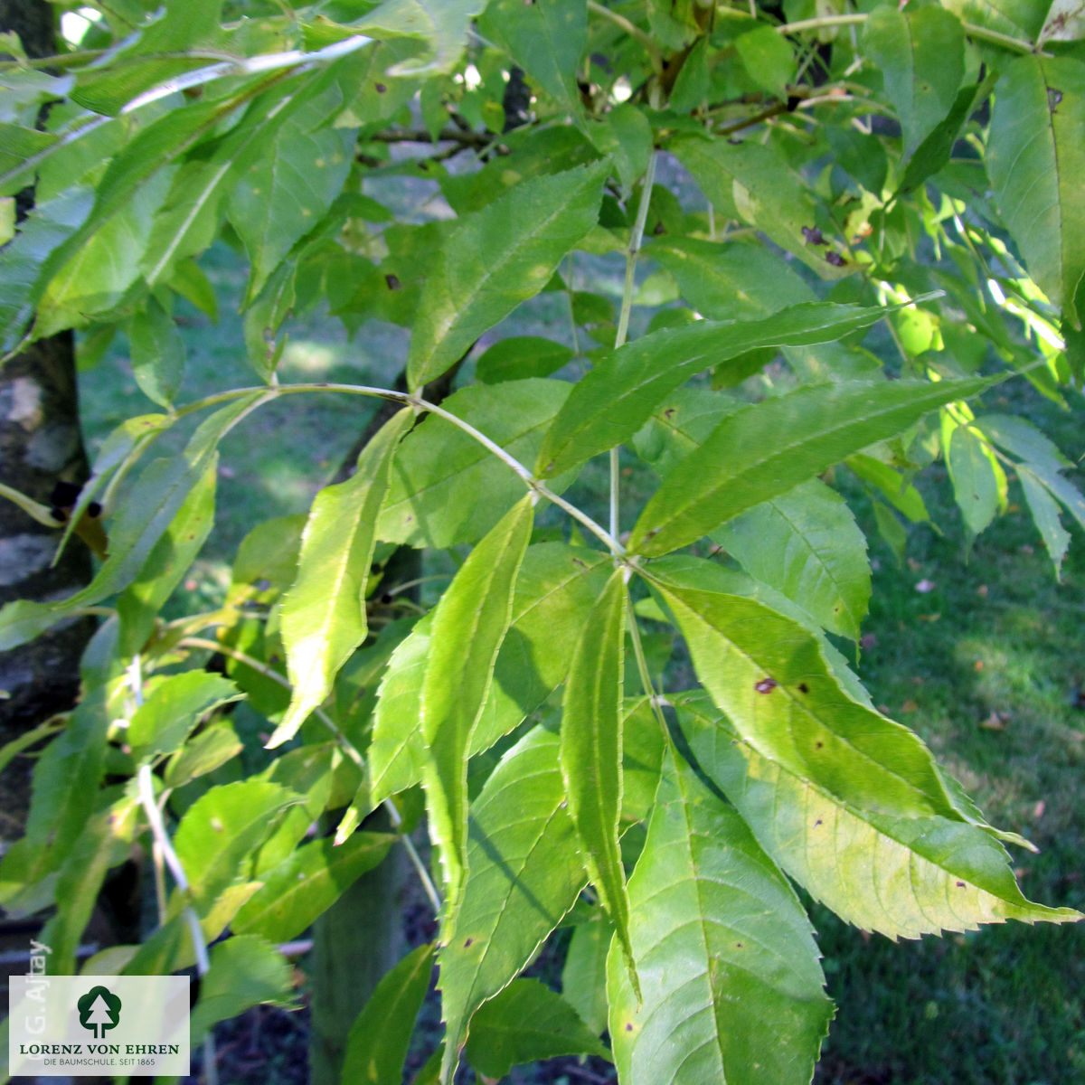 Fraxinus excelsior 'Jaspidea'