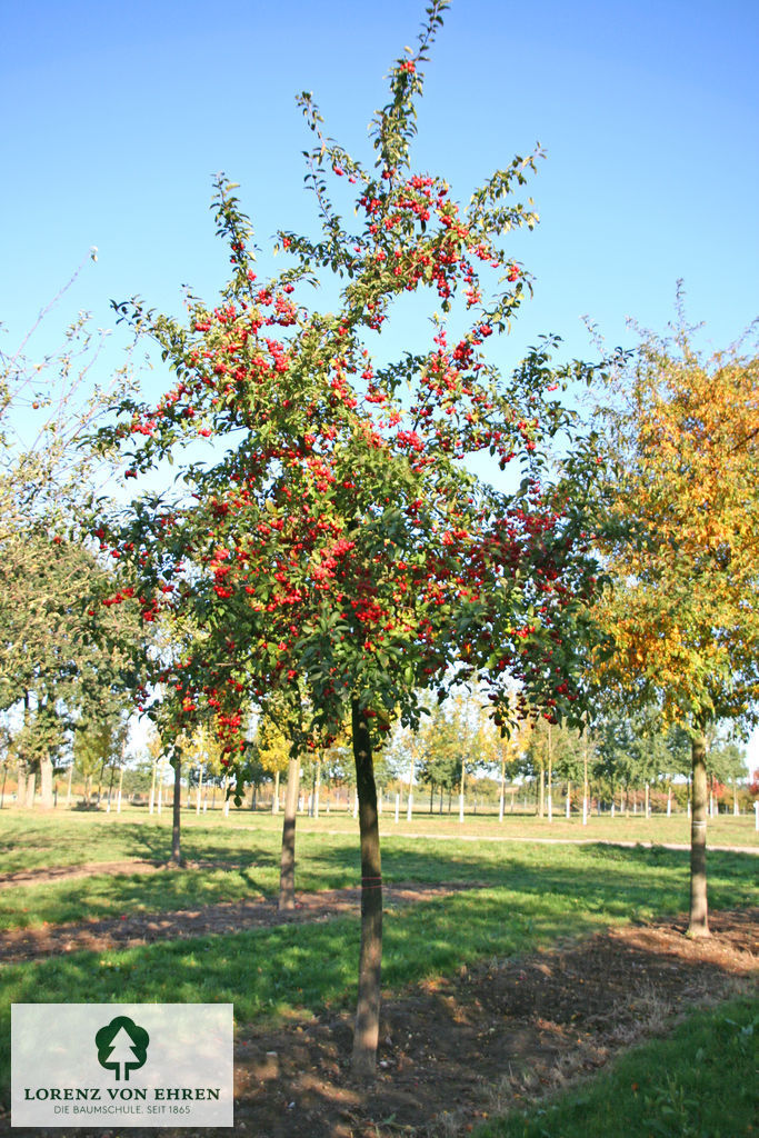 Malus 'Red Sentinel'