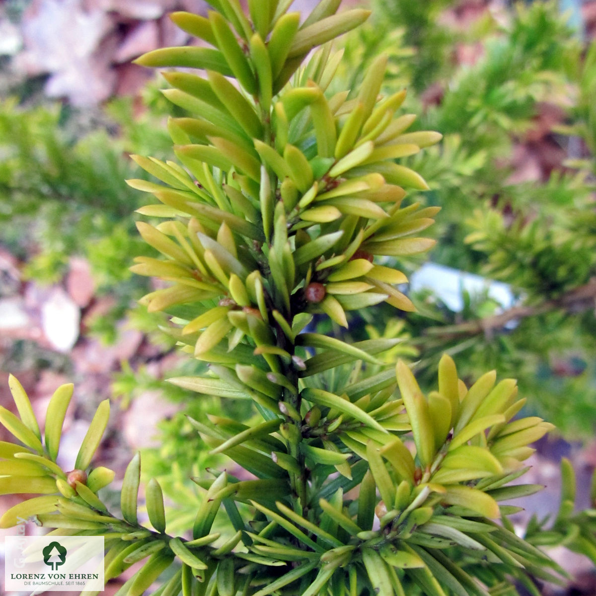 Taxus baccata 'Semperaurea'