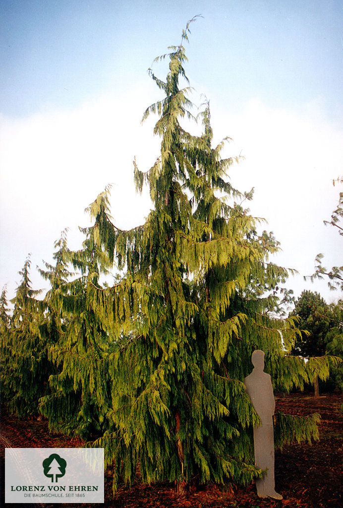 Chamaecyparis nootkatensis 'Pendula'