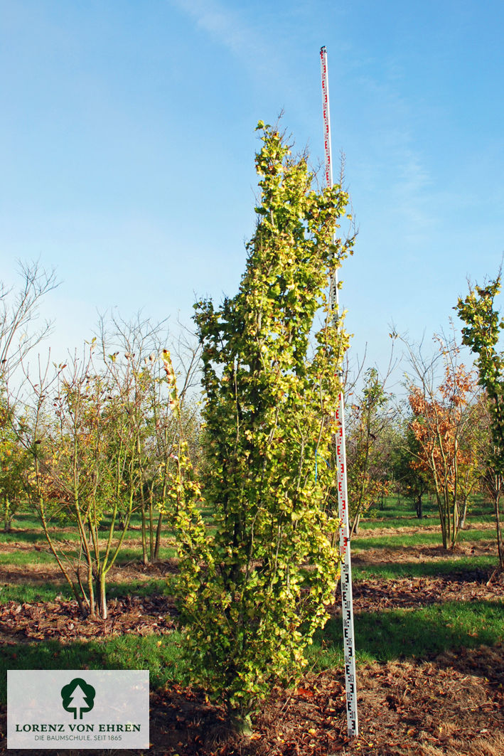 Ulmus hollandica 'Wredei'