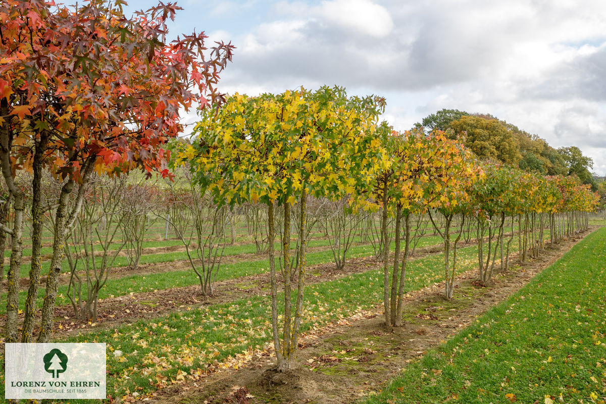 Liquidambar styraciflua