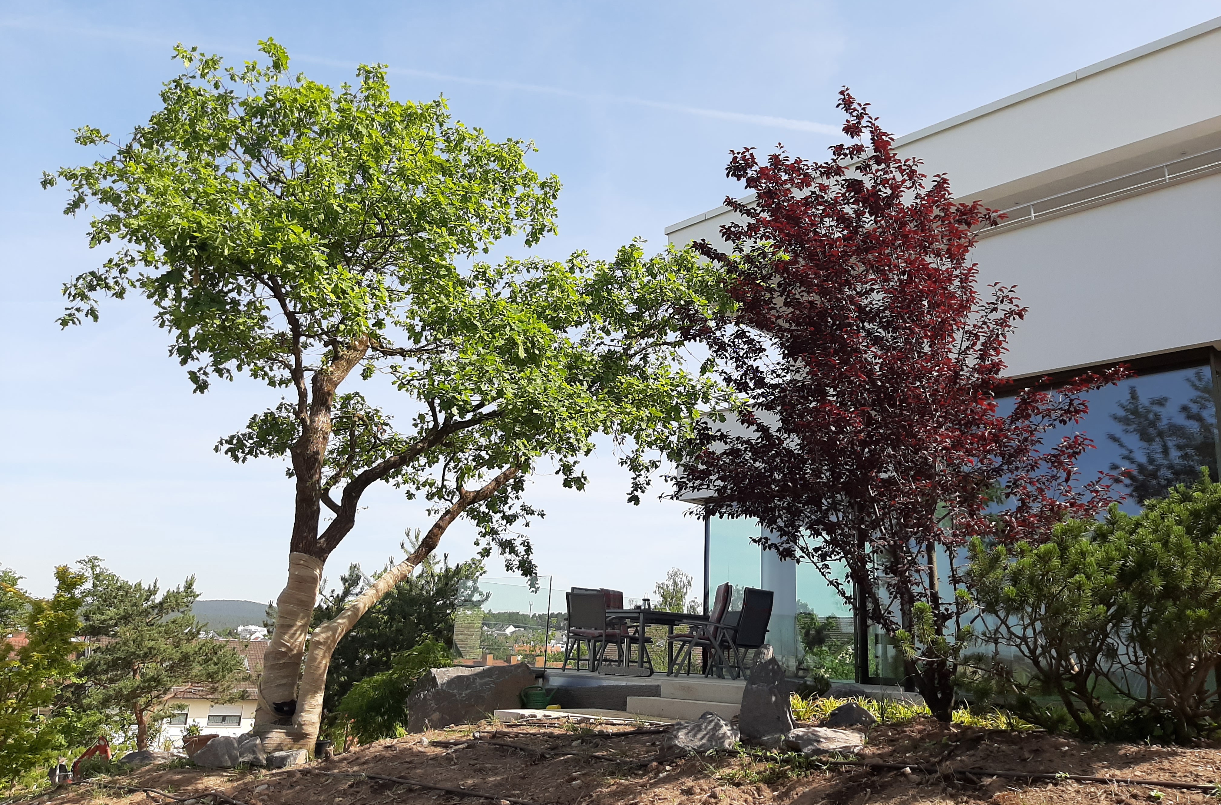 Links ein großer grünblättriger und rechts ein großer rotblättriger Baum. 