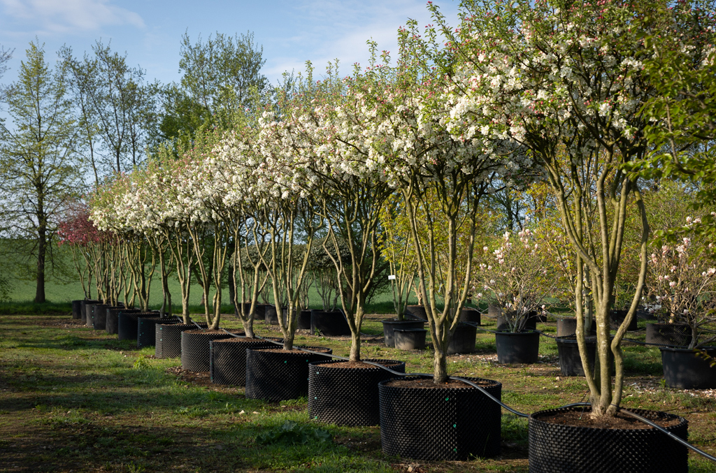Malus 'Evereste' Schirme Blühende Zieräpfelschirme