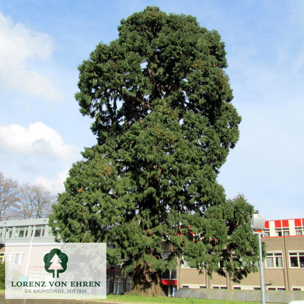 Sequoiadendron giganteum