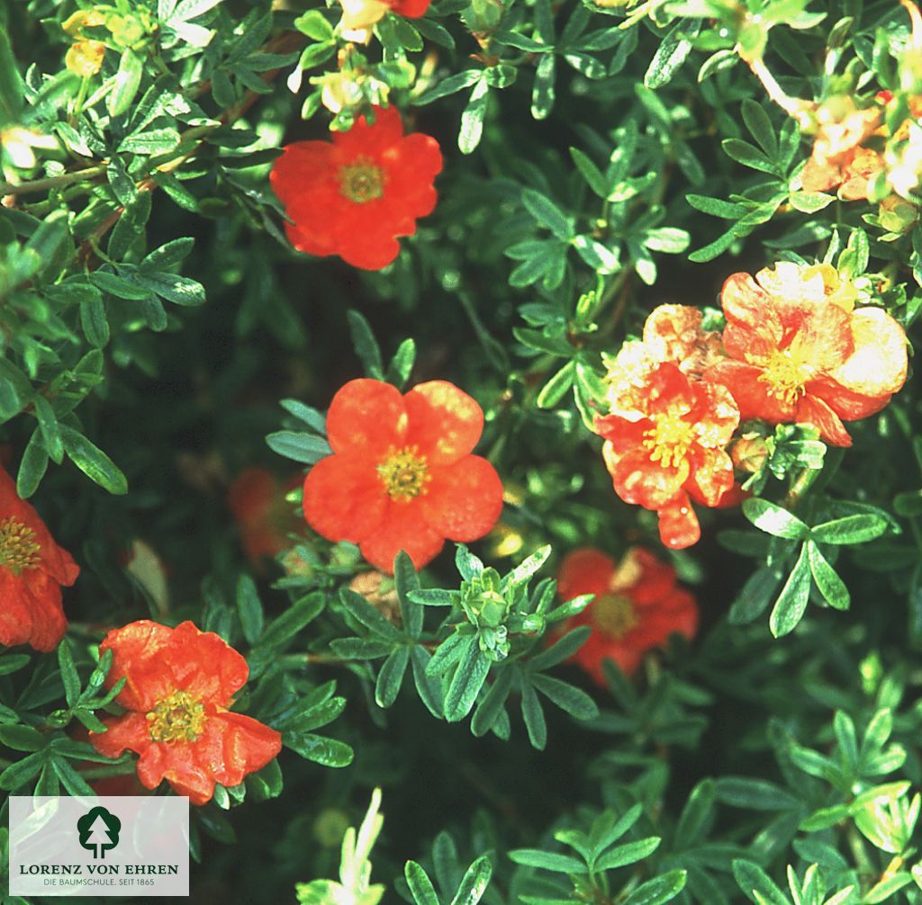 Potentilla fruticosa 'Red Ace'
