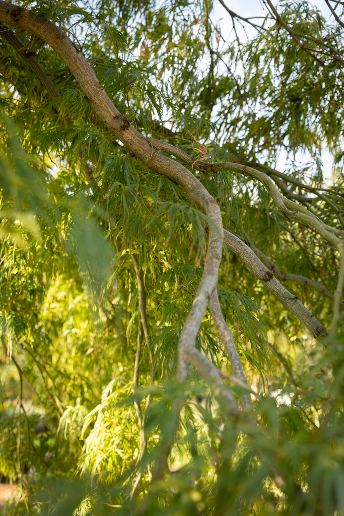 Acer palmatum 'Dissectum' VJ