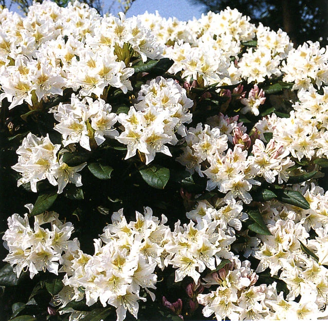 Rhododendron Hybride 'Cunninghams White' in gelblich-weißer Blüte von Mai bis Juni.