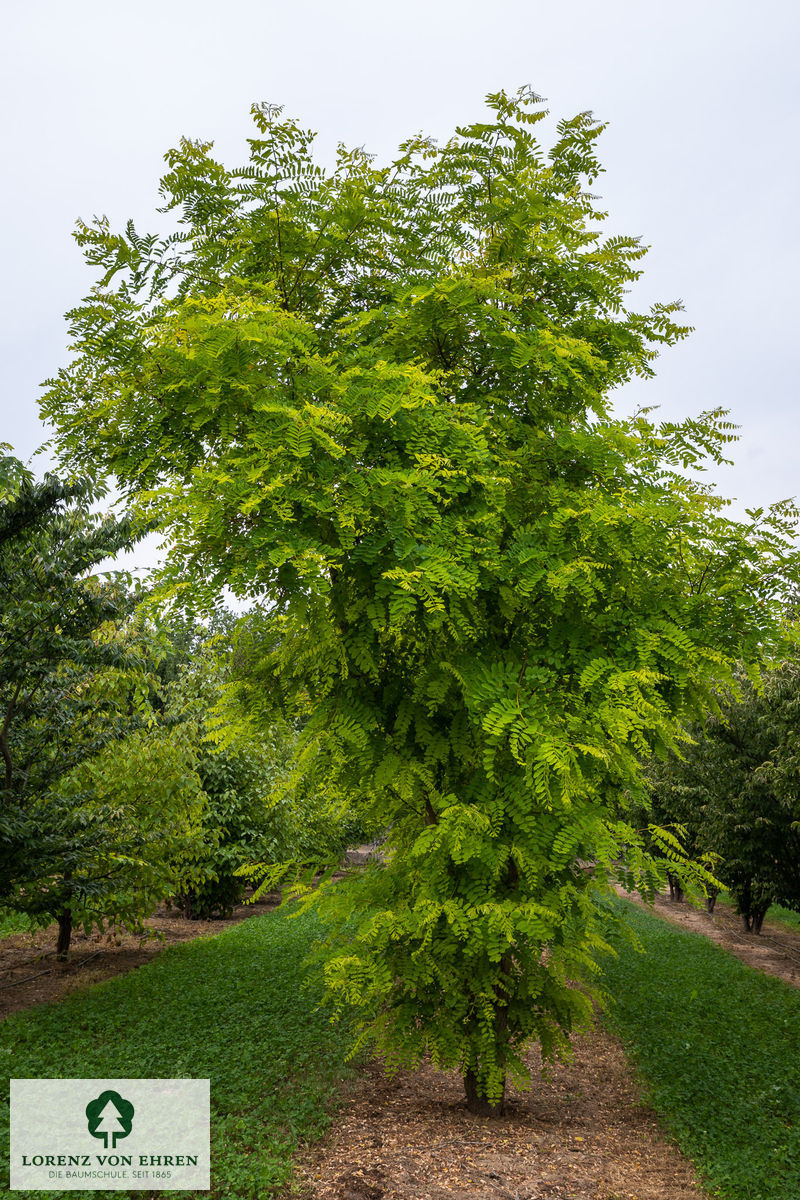 Robinia pseudoacacia 'Frisia'