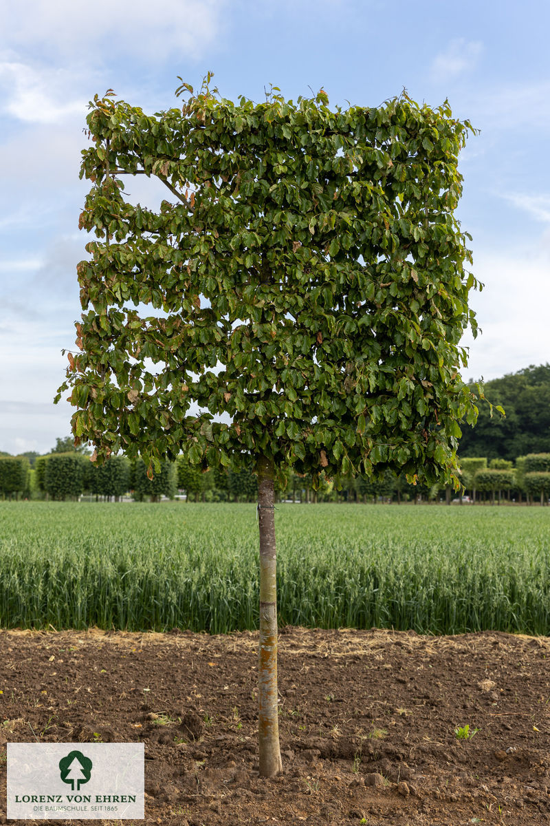 Ein Eisenholzbaum Hochstamm Spalier in sommerlichem Grün.