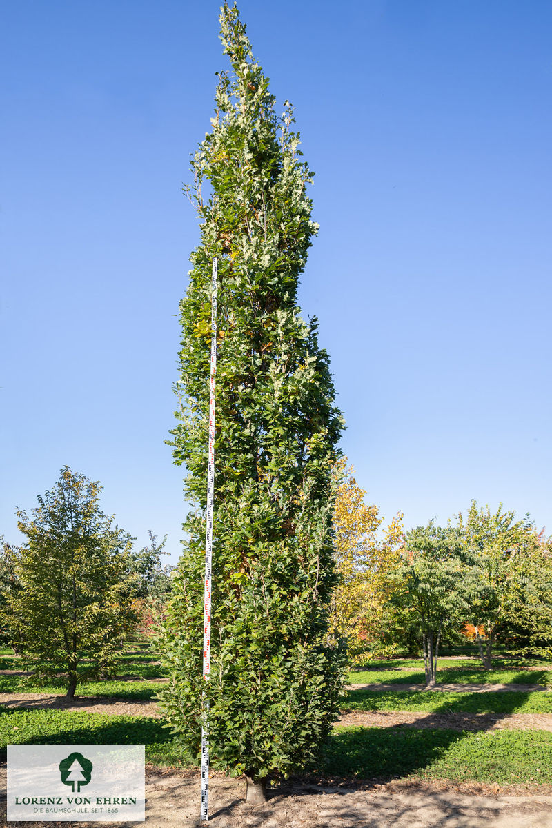Quercus robur 'Fastigiata Koster'