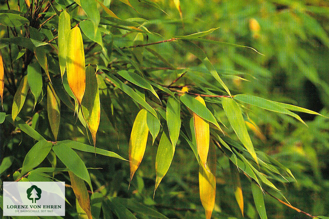 Fargesia murieliae 'Deep Forest'