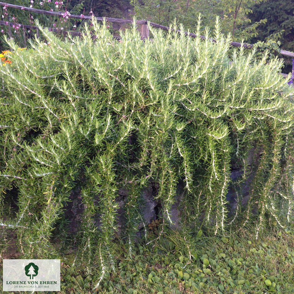 Rosmarinus officinalis 'Prostratus'