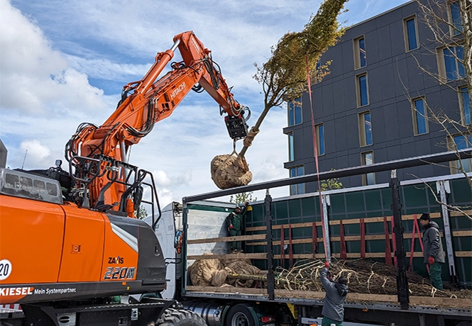 Baum hängt am Bagger über LKW