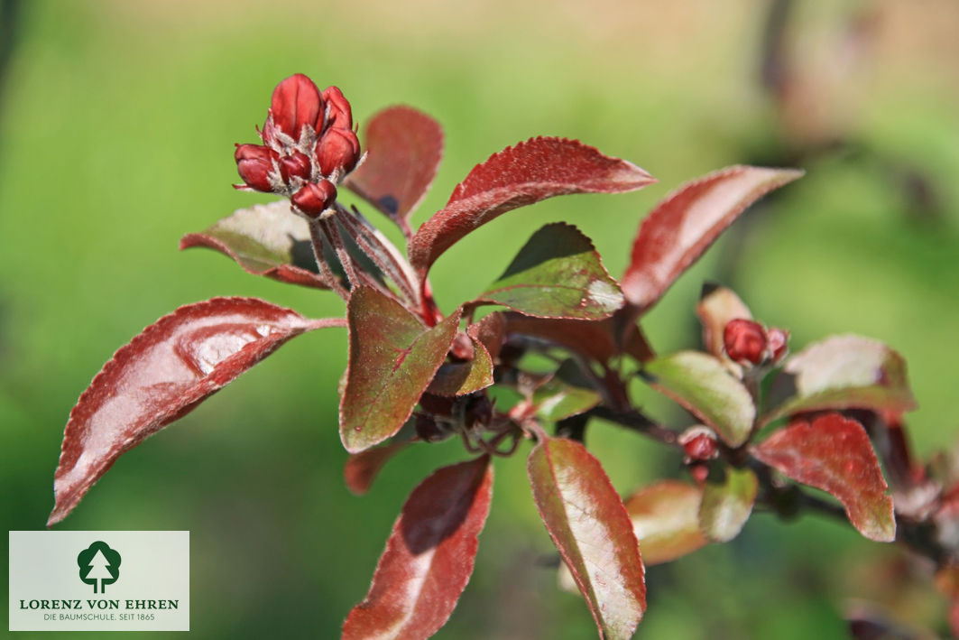 Malus 'Dark Rosaleen'