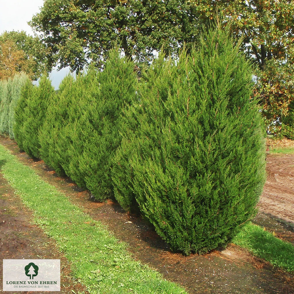 Juniperus chinensis 'Spartan'