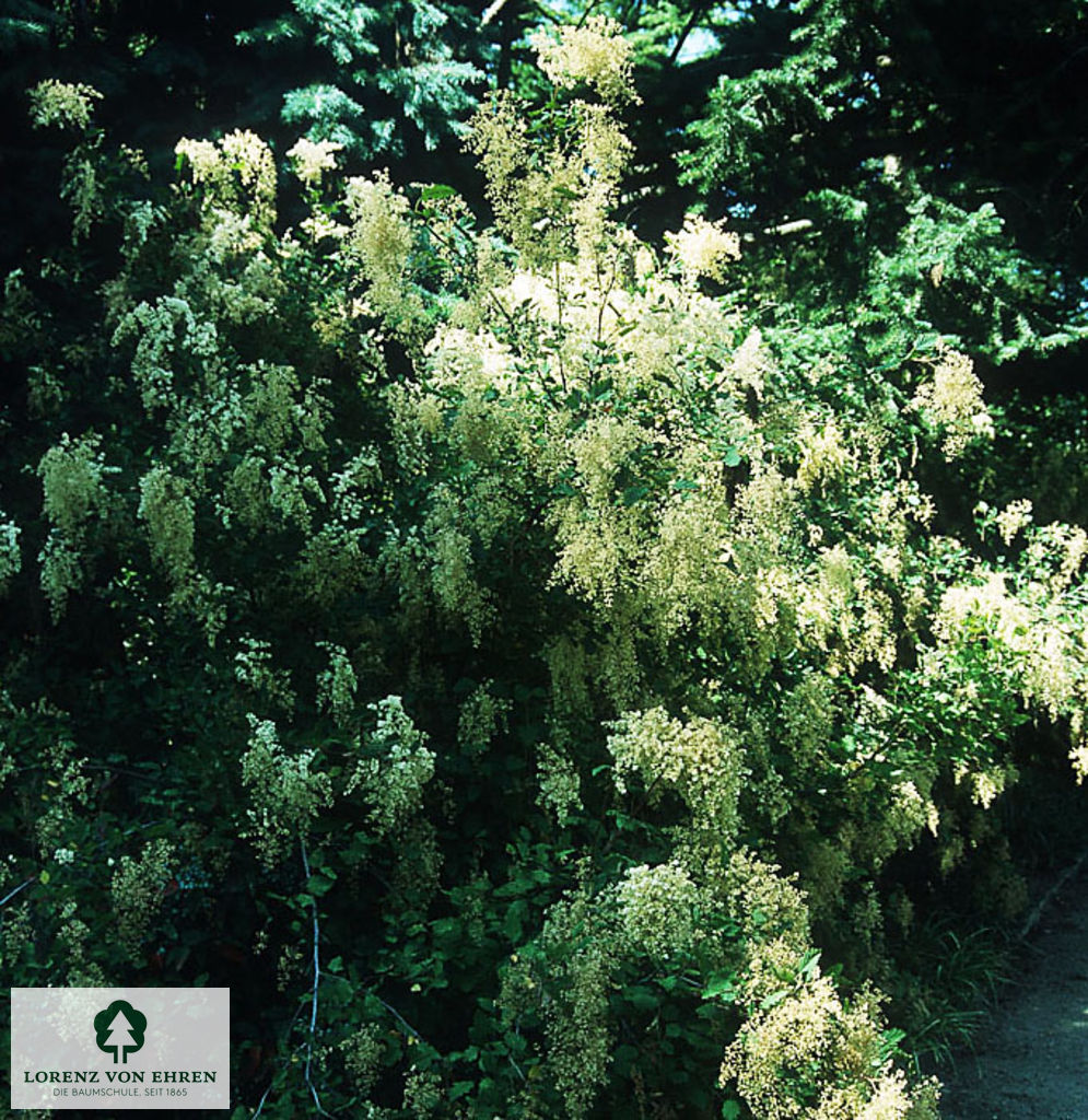 Holodiscus discolor ariifolius