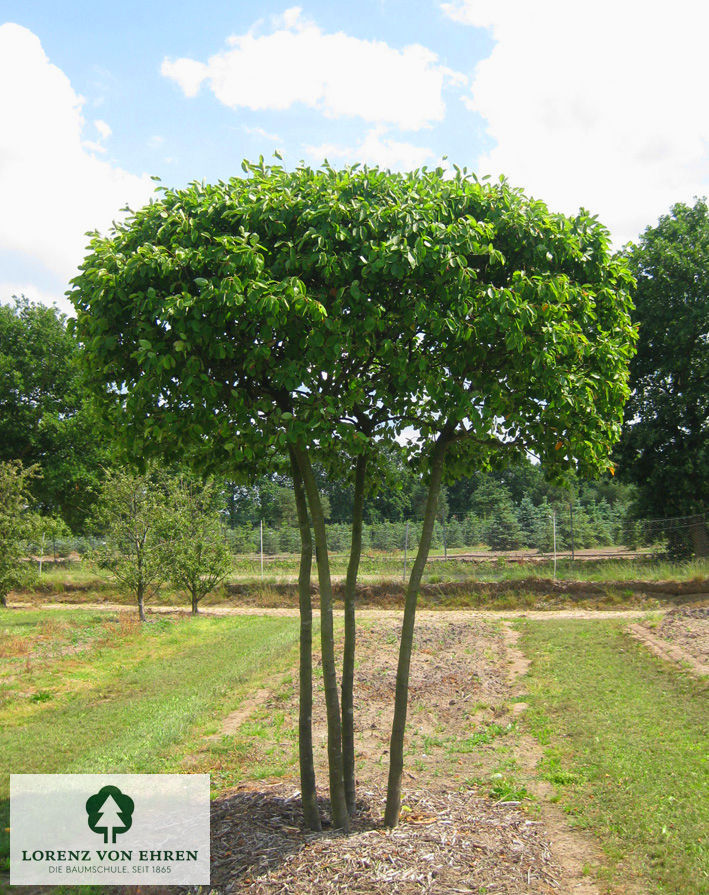 Amelanchier 'Ballerina'