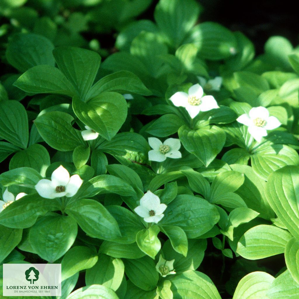 Cornus canadensis