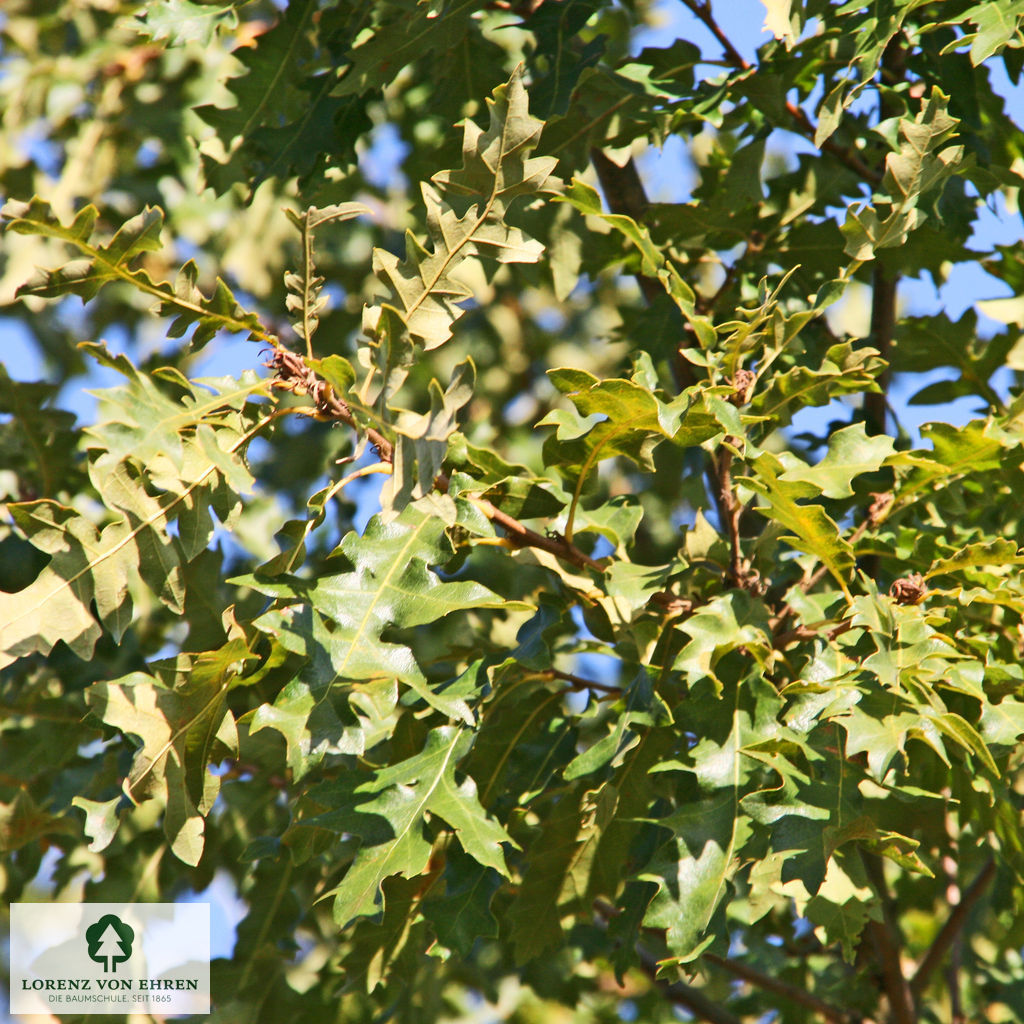 Quercus cerris