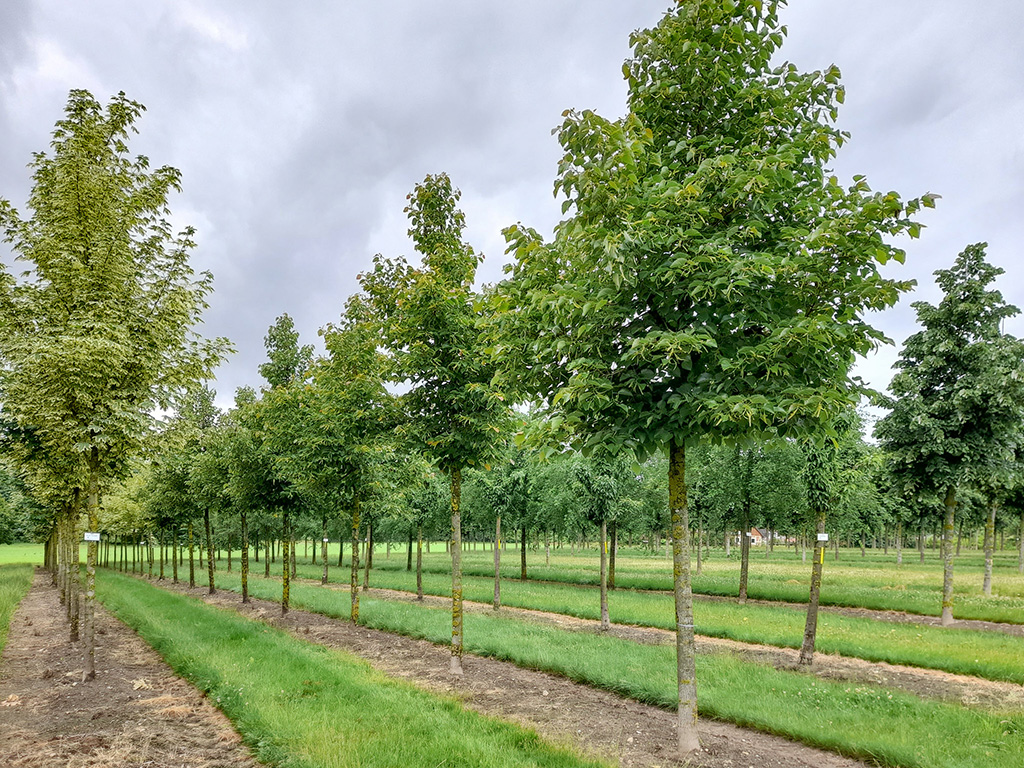 Tilia henryana Hochstamm Henrys Linde in Reihen
