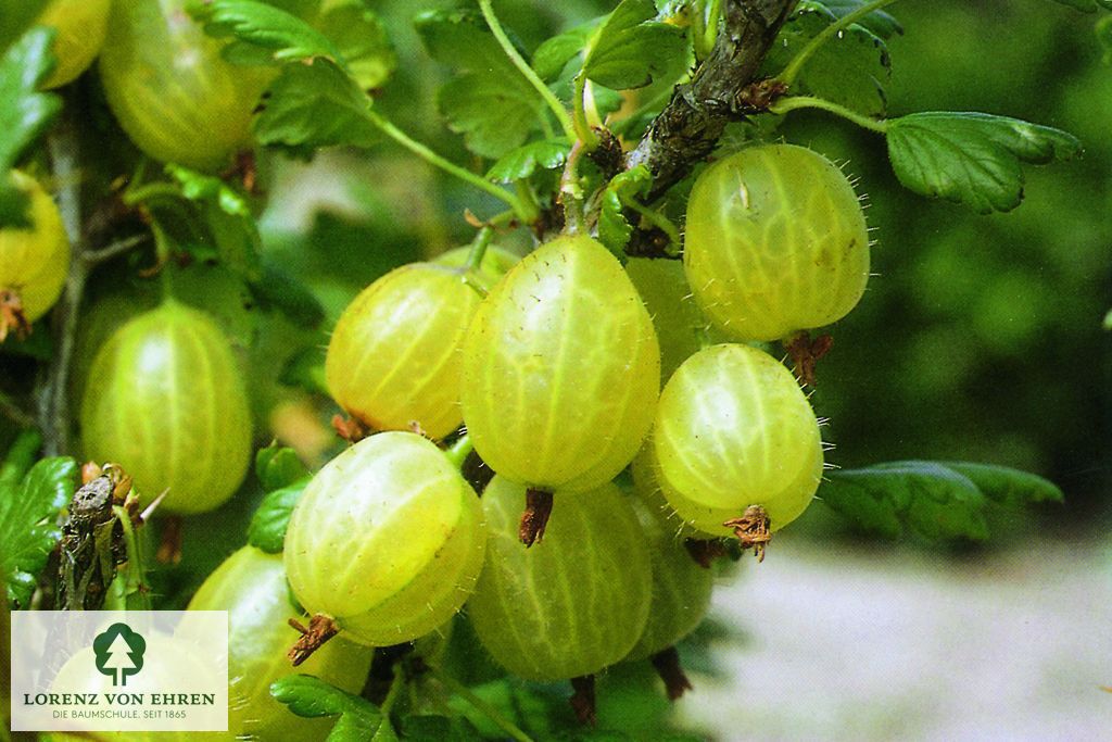 Ribes uva-crispa 'Gelbe Triumphbeere'