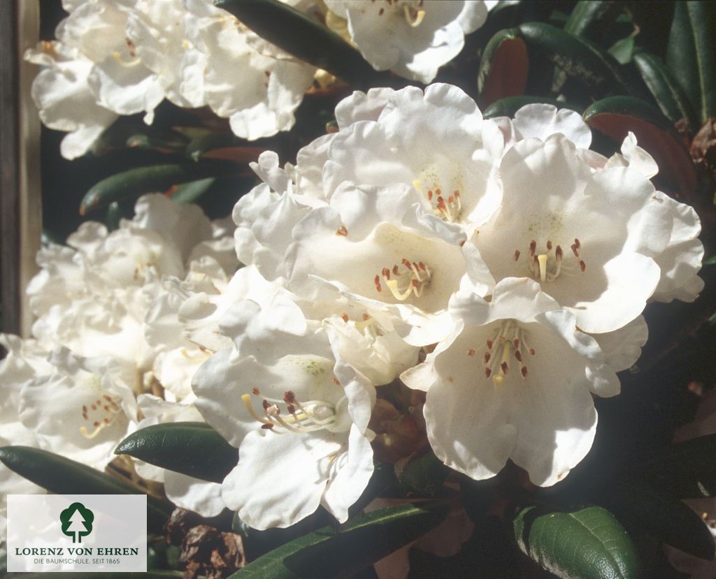 Rhododendron yakushimanum 'Koichiro Wada'