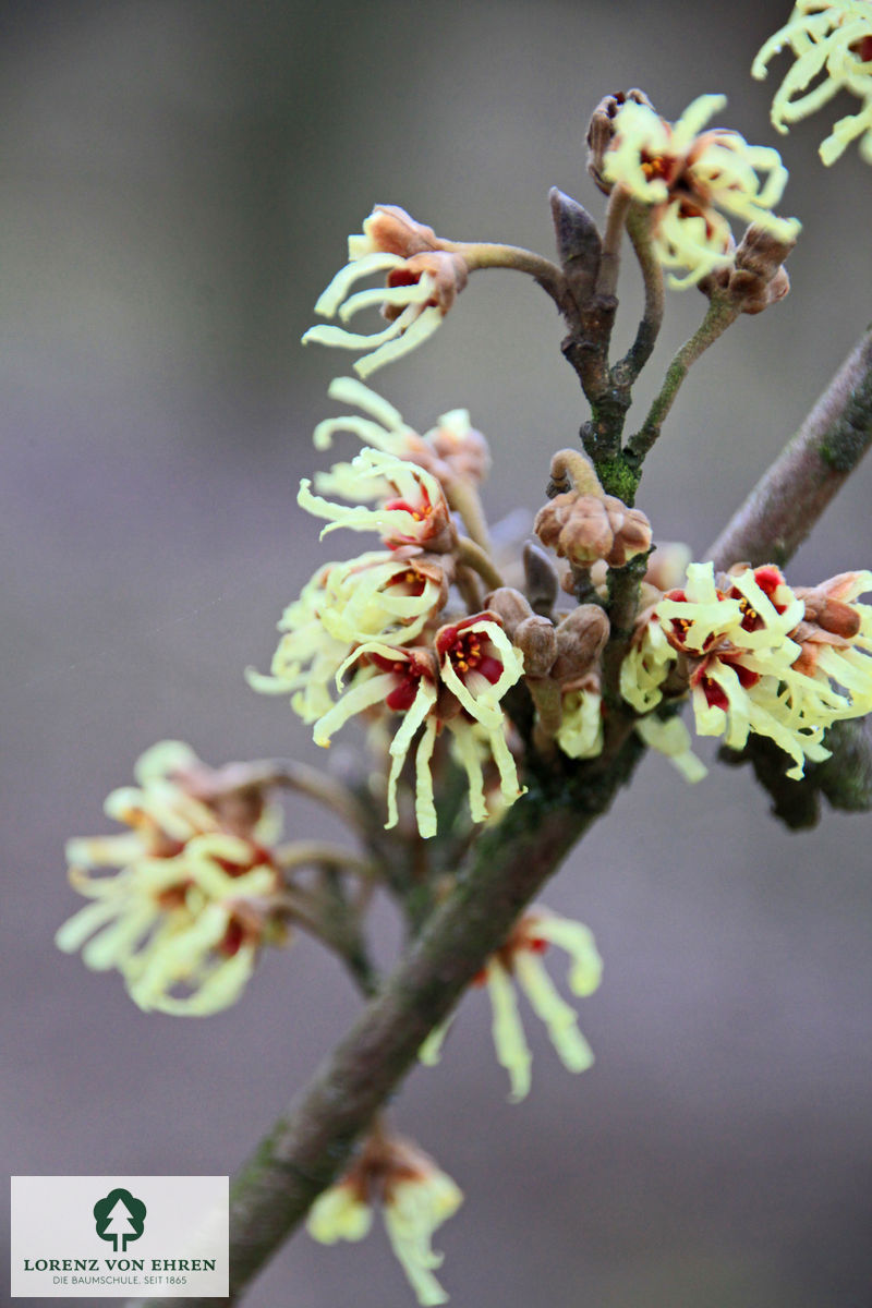 Hamamelis intermedia 'Primavera'