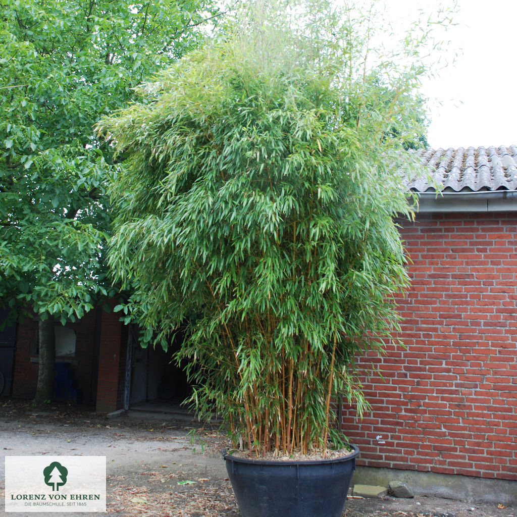 Phyllostachys aureosulcata aureocaulis