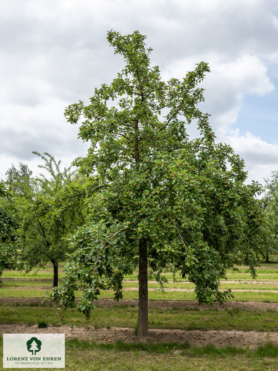 Malus domestica 'Landsberger Renette'